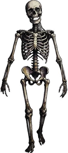 A thin standing skeleton